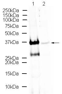 All lanes : Anti-Otx2 antibody - ChIP Grade (ab21990) at 1 µg/mlLane 1 : Y79 LysateLane 2 : Y79 Lysate with Otx2 peptide (ab24347) at 1 µg/mlLysates/proteins at 20 µg per lane.SecondaryAlexa Fluor Goat polyclonal to Rabbit IgG at 1/10000 dilution