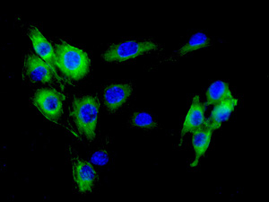 Immunofluorescent staining of NIH 3T3 cells labelling OXGR1 with ab140630 at 1/250 dilution.
