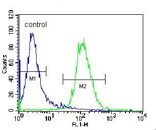 Flow cytometric analysis of Jurkat cells labeling NKD2 using ab170804 at a 1/10 dilution (right histogram) compared to a negative control cell (left histogram). FITC-conjugated donkey-anti-rabbit secondary antibodies were used.