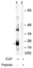 All lanes : Anti-p23 antibody (ab74111) at 1/500 dilutionLane 1 : Extracts from NIH/3T3 cells treated with EGF (200ng/ml, 30mins)Lane 2 : Extracts from NIH/3T3 cells treated with EGF (200ng/ml, 30mins), plus peptide at 10 µgLysates/proteins at 5 µg per lane.