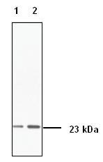 All lanes : p23 antibody (ab95460) at 1/200 dilution on an SDS-PAGE gel  Lane 1 : recombinant p23 protein (the immunogen) at 0.01 µg Lane 2 : recombinant p23 protein (the immunogen) at 0.02 µg Expected band size: 18.6 kDa Observed band size: 23 kDa