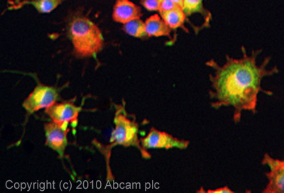 ICC/IF image of ab10269 stained PC12 cells. The cells were 4% formaldehyde fixed (10 min) and then incubated in 1%BSA / 10% normal goat serum / 0.3M glycine in 0.1% PBS-Tween for 1h to permeabilise the cells and block non-specific protein-protein interactions. The cells were then incubated with the antibody (ab10269, 5µg/ml) overnight at +4°C. The secondary antibody (green) was Alexa Fluor® 488 goat anti-rabbit IgG (H+L) used at a 1/1000 dilution for 1h. Alexa Fluor® 594 WGA was used to label plasma membranes (red) at a 1/200 dilution for 1h. DAPI was used to stain the cell nuclei (blue) at a concentration of 1.43µM.