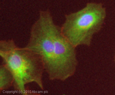 ICC/IF image of ab75453 stained HepG2 cells. The cells were 4% PFA fixed (10 min) and then incubated in 1%BSA / 10% normal goat serum / 0.3M glycine in 0.1% PBS-Tween for 1h to permeabilise the cells and block non-specific protein-protein interactions. The cells were then incubated with the antibody (ab75453, 5µg/ml) overnight at +4°C. The secondary antibody (green) was Alexa Fluor® 488 goat anti-rabbit IgG (H+L) used at a 1/1000 dilution for 1h. Alexa Fluor® 594 WGA was used to label plasma membranes (red) at a 1/200 dilution for 1h. DAPI was used to stain the cell nuclei (blue) at a concentration of 1.43µM. This antibody also gave a positive result in 4% PFA fixed (10 min) HeLa, Hek293 and MCF7 cells at 5µg/ml.