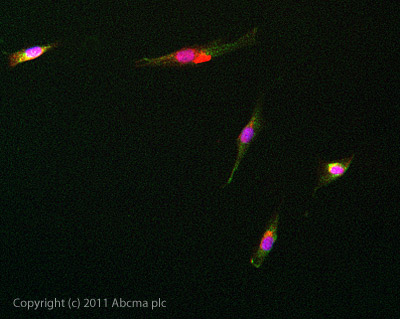 ICC/IF image of ab65210 stained SKNSH cells. The cells were 4% PFA fixed (10mins) and then incubated in 1%BSA / 10% normal goat serum / 0.3M glycine in 0.1% PBS-Tween for 1h to permeabilise the cells and block non-specific protein-protein interactions. The cells were then incubated with the antibody (ab65210, 5µg/ml) overnight at +4°C. The secondary antibody (green) was ab96899 Dylight 488 goat anti-rabbit IgG (H+L) used at a 1/250 dilution for 1h. Alexa Fluor® 594 WGA was used to label plasma membranes (red) at a 1/200 dilution for 1h. DAPI was used to stain the cell nuclei (blue) at a concentration of 1.43µM.