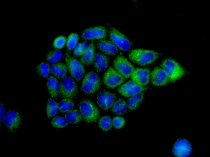 Immunofluorescence analysis of HepG2 cells, staining P4HB (green) using ab137110 at a 1/250 dilution. Cell nuclei are shown in blue.