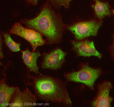 ICC/IF image of ab63814 stained HeLa cells. The cells were 4% PFA fixed (10 min) and then incubated in 1%BSA / 10% normal Goat serum / 0.3M glycine in 0.1% PBS-Tween for 1h to permeabilise the cells and block non-specific protein-protein interactions. The cells were then incubated with the antibody (ab63814, 1µg/ml) overnight at +4°C. The secondary antibody (green) was Alexa Fluor® 488 Goat anti-Rabbit IgG (H+L) used at a 1/1000 dilution for 1h. Alexa Fluor® 594 WGA was used to label plasma membranes (red) at a 1/200 dilution for 1h. DAPI was used to stain the cell nuclei (blue). This antibody also gave a positive result in 4% PFA fixed (10 min) MCF cells at 1µg/ml.