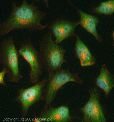 ICC/IF image of ab63814 stained HeLa cells. The cells were 4% pfa fixed (10 min) and then incubated in 1%BSA / 10% normal Goat serum / 0.3M glycine in 0.1% PBS-Tween for 1h to permeabilise the cells and block non-specific protein-protein interactions. The cells were then incubated with the antibody (ab63814, 1µg/ml) overnight at +4°C. The secondary antibody (green) was Alexa Fluor® 488 Goat anti-Rabbit IgG (H+L) used at a 1/1000 dilution for 1h. Alexa Fluor® 594 WGA was used to label plasma membranes (red) at a 1/200 dilution for 1h. DAPI was used to stain the cell nuclei (blue). This antibody also gave a positive result in 4% pfa fixed (10 min) HepG2, MCF-7 cells at 1µg/ml.