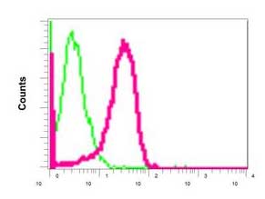 Flow cytometric analysis of permeabilized MCF7 cells labeling p53R2 with ab154194 at 1/10 dilution (red) or a rabbit IgG negative control antibody (green).