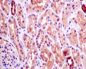 Immunohistochemical analysis of paraffin embedded Human normal kidney tissue using ab154194 showing +ve staining.
