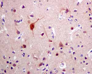 Immunohistochemical analysis of paraffin embedded Human normal brain tissue using ab154194 showing +ve staining.