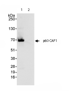Immunoprecipitation/ Western Blot of p60 CAF1. Lane 1: ab72520 at 3µg/mg whole cell lysate. Lane 2: Control IgG. ab72520 at 1µg/ml for WB. Whole cell lysate from Hela cells at 1mg for IP, 20% of IP loaded. Chemiluminescence with an exposure time of 3 seconds.