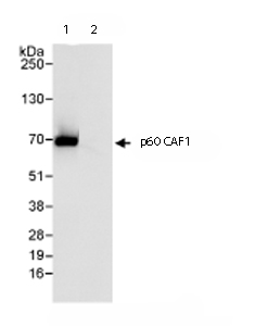 Immunoprecipitation/ Western Blot of p60 CAF1. Lane 1: ab72519 at 3µg/mg Hela whole cell lysate (at 1mg for IP, 20% of IP loaded) Lane 2: Control IgG. A different antibody was used for the WB.