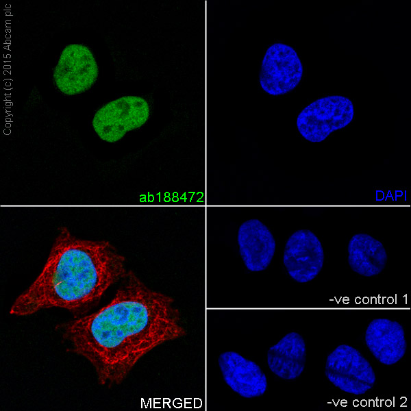 Immunofluorescent analysis of 4% paraformaldehyde-fixed, 0.1% Triton X-100 permeabilized HeLa (Human epithelial cells from cervix adenocarcinoma) cells labeling p66 alpha with ab188472 at 1/2000 dilution, followed by Goat anti-rabbit IgG (Alexa Fluor® 488) (ab150077) secondary antibody at 1/1000 dilution (green). Confocal image showing nuclear staining on HeLa cell line. The nuclear counterstain is DAPI (blue). Tubulin is detected with ab7291 (anti-Tubulin mouse mAb) at 1/1000 dilution and ab150120 (AlexaFluor®594 Goat anti-Mouse secondary) at 1/1000 dilution (red).The negative controls are as follows:--ve control 1: ab188472 at 1/2000 dilution followed by ab150120 (AlexaFluor®594 Goat anti-Mouse secondary) at 1/1000 dilution.-ve control 2: ab7291 (anti-Tubulin mouse mAb) at 1/1000 dilution followed by ab150077 (Alexa Fluor®488 Goat Anti-Rabbit IgG H&L) at 1/1000 dilution.