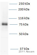 Anti-p75 NGF Receptor antibody (ab8874) at 1/500 dilution + NIH-3T3 cells at 10 µgSecondaryHRP-conjugated Donkey anti-Rabbit polyclonal at 1/5000 dilutiondeveloped using the ECL techniquePerformed under reducing conditions.Observed band size : 75 kDa (why is the actual band size different from the predicted?)Exposure time :  12 minutesThis image is courtesy of an anonymous Abreview.See Abreview