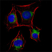 Immunofluorescence analysis of EC cells using ab93934 (green). Red: Actin filaments have been labeled with DY-554 phalloidin. Blue: DRAQ5 fluorescent DNA dye.