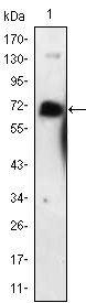 Anti-p75 NGF Receptor antibody [2F1C2] (ab93934) at 1/500 dilution + p75 NGF Receptor-hIgGFc transfected HEK293 cell lysate