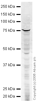 Anti-PABP antibody (ab21060) at 1 µg/ml + HeLa whole cell lysate at 20 µg/mlSecondaryGoat polyclonal to Rabbit IgG (Alexa Fluor® 680) at 1/10000 dilutionPerformed under reducing conditions.