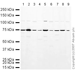 All lanes : Anti-PABP antibody (ab21060) at 1 µg/mlLane 1 : NIH 3T3 (Mouse embryonic fibroblast cell line) Whole Cell Lysate (ab7179)Lane 2 : MEF1 (Mouse embryonic fibroblast cell line) Whole Cell Lysate Lane 3 : Brain (Mouse) Tissue Lysate Lane 4 : Pancreas (Mouse) Tissue Lysate (ab29363)Lane 5 : Testis (Mouse) Tissue Lysate - normal tissue Lane 6 : Spinal Cord (Mouse) Tissue Lysate Lane 7 : Ovary (Mouse) Tissue Lysate - normal tissue Lane 8 : PC12 (Rat adrenal pheochromocytoma cell line) Whole Cell Lysate Lane 9 :  Brain (Rat) Tissue Lysate - normal tissue Lysates/proteins at 10 µg per lane.SecondaryIRDye 680 Conjugated Goat Anti-Rabbit IgG (H+L) at 1/10000 dilutionPerformed under reducing conditions.