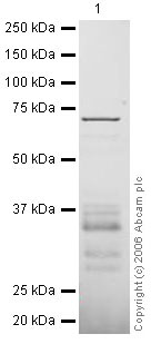 Anti-Nkx2.5 antibody (ab35842) at 1 µg/ml + Full length human recombinant Nkx2.5 at 0.4 µgSecondaryRabbit IgG secondary antibody (ab28446) at 1/10000 dilution