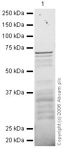 Anti-Nkx2.5 antibody (ab22611) at 1 µg/ml + Full length recombinant Nkx2.5 with GST tag at 0.4 µgSecondaryRabbit IgG secondary antibody (ab28446) at 1/10000 dilution