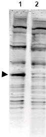 All lanes : Anti-PACRG antibody (ab4090) at 1/1500 dilutionLane 1 : Mouse embryonic fibroblast (MEF) whole cell lysateLane 2 : Mouse embryonic fibroblast (MEF) whole cell lysate with immunising peptideLysates/proteins at 35 µg per lane.SecondaryIRDye 800 conjugated Goat anti-Rabbit IgG [H&L] at 1/10000 dilution