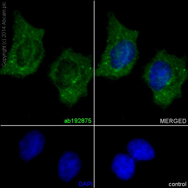 Immunofluorescent analysis of 4% paraformaldehyde-fixed, 0.1% tritonX-100 permeabilized HeLa cells labeling PACSIN3 with ab192875 at 1/50 dilution followed by Goat anti rabbit IgG (AlexaFluor® 488) (ab150077) secondary antibody at 1/400 dilution. Nuclear counter stain is DAPI (blue).
