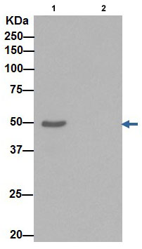 Western blot analysis of PACSIN3 immunoprecipitated from HepG2 lysate with ab192875 at 1/60 dilution. Lane 1: HepG2 cell lysate. Lane 2: PBS instead of HepG2 cell lysate.Anti-Rabbit IgG (HRP), specific to the non-reduced form of IgG, was used as secondary antibody at 1/1500 dilution.Blocking/Dilution buffer: 5% NFDM/TBST.