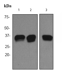 All lanes : Anti-PACT (PKR activating protein) / PRKRA antibody [EPR3224] (ab75749) at 1/1000 dilutionLane 1 : K562 cell lysateLane 2 : Jurkat cell lysateLane 3 : HepG2 cell lysateLysates/proteins at 10 µg per lane.SecondaryHRP labelled goat anti-rabbit at 1/2000 dilution