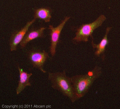 ICC/IF image of ab50247 stained HeLa cells. The cells were 4% formaldehyde (10 min) and then incubated in 1%BSA / 10% normal goat serum / 0.3M glycine in 0.1% PBS-Tween for 1h to permeabilise the cells and block non-specific protein-protein interactions. The cells were then incubated with the antibody (ab50247, 1/200 dilution) overnight at +4°C. The secondary antibody (green) was ab96899 Dylight 488 goat anti-rabbit IgG (H+L) used at a 1/250 dilution for 1h. Alexa Fluor® 594 WGA was used to label plasma membranes (red) at a 1/200 dilution for 1h. DAPI was used to stain the cell nuclei (blue) at a concentration of 1.43µM.