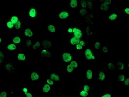 ab128086, at a dilution of 1/100, staining COS7 cells transiently transfected by pCMV6-ENTRY PADI4 / PAD4 by Immunofluorescence.