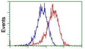 ab128086, at a dilution of 1/100, staining PADI4 / PAD4 in HeLa cells (Red), compared to a nonspecific negative control antibody (Blue), analysed by Flow cytometric.