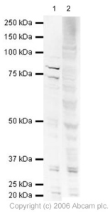 All lanes : Anti-PAF1 antibody - ChIP Grade (ab20662) at 1 µg/mlLane 1 : HeLa (Human epithelial carcinoma cell line) Whole Cell Lysate Lane 2 : HeLa (Human epithelial carcinoma cell line) Whole Cell Lysate with Human PAF1 peptide (ab23389) at 1 µg/mlLysates/proteins at 20 µg per lane.SecondaryGoat polyclonal to Rabbit IgG (Alexa Fluor® 680) (ab28446) at 1/10000 dilution