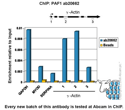 Chromatin was prepared from Hela cells according to the Abcam X-ChIP protocol. Cells were fixed with formaldehyde for 10min. The  ChIP was performed with 25µg of chromatin, 5µg of  ab20662 (blue), and 20µl of Protein A/G sepharose beads in RIPA buffer. No antibody was added to the beads control (yellow). The immunoprecipitated DNA was quantified on the GAPDH (active) and MYO-D and SERPINA (inactive) promoters and over the y-Actin gene (active). Schematic diagram of the y-Actin gene is shown on the top of the figure. Black boxes represent exons and thin lines represent introns. PCR products are depicted as bars under the gene.