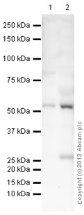 All lanes : Anti-PAI1 antibody (ab66705) at 1 µg/mlLane 1 : Liver (Human) Tissue Lysate - adult normal tissue (ab29889)Lane 2 : Human Plasma Total Protein Lysate (ab83997)Lysates/proteins at 10 µg per lane.SecondaryGoat Anti-Rabbit IgG H&L (HRP) (ab97051) at 1/10000 dilutiondeveloped using the ECL techniquePerformed under reducing conditions.