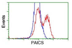 Flow cytometry analysis of HEK293T cells transfected with either overexpress plasmid (Red) or empty vector control plasmid (Blue), labeling PAICS using ab174685 antibody at 1/100.
