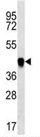 Anti-PAICS antibody - N-terminal (ab171381) at 1/100 dilution + Mouse NIH-3T3 cell lysate at 35 µg