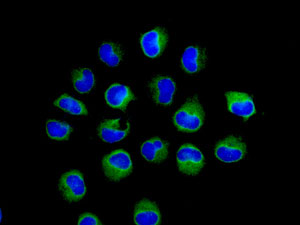 Immunofluorescence analysis of HeLa cells labeling PAIP1 with ab181359 at 1/50 dilution (green). DAPI nuclear staining (blue).