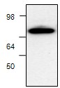 Anti-PAK4 antibody (ab19007) at 1 µg/ml + COS cell lysate
