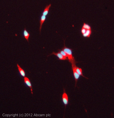 ICC/IF image of ab93235 stained SNKSH cells. The cells were 100% methanol fixed (10 min) and then incubated in 1%BSA / 10% normal goat serum / 0.3M glycine in 0.1% PBS-Tween for 1h to permeabilise the cells and block non-specific protein-protein interactions. The cells were then incubated with the antibody (ab93235, 5µg/ml) overnight at +4°C. The secondary antibody (green) was ab96899, DyLight® 488 goat anti-rabbit IgG (H+L) used at a 1/250 dilution for 1h. Alexa Fluor® 594 WGA was used to label plasma membranes (red) at a 1/200 dilution for 1h. DAPI was used to stain the cell nuclei (blue) at a concentration of 1.43µM.