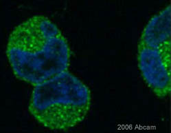 ab2914 staining human HEK 293 cells by ICC/IF. The cells were fixed in 4% PFA (in PBS) for 30min. After washing the cells were permeabilised with 0.01% Triton X-100 and then incubated with the primary antibody in PBS-T for 18h at 4C. An Alexa Fluor ® 488 conjugated donkey polyclonal antibody was used as the secondary (staining shown in green). After three 5min washes with PBS the cover slips were mounted with slow fade mounting solution containing DAPI (blue) .See Abreview