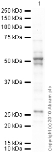 Anti-pan Arrestin antibody (ab2914) at 1 µg/ml + Brain (Human) Tissue Lysate - adult normal tissue (ab29466) at 10 µgSecondaryGoat Anti-Rabbit IgG H&L (HRP) preadsorbed (ab97080) at 1/5000 dilutiondeveloped using the ECL techniquePerformed under reducing conditions.Observed band size : 49 +51 kDa (why is the actual band size different from the predicted?)Additional bands at : 27 kDa. We are unsure as to the identity of these extra bands.Exposure time : 90 secondspan Arrestin contains a number of potential phosphorylation sites (SwissProt) which may explain its migration at a higher molecular weight than predicted.
