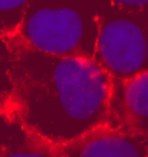 Immunofluorescent imaging of human cells (U2OS) with ab6529 confirms the specificity of this antibody.  Pan cadherin antibody recognises predominantly membranous signal with some fainter cytoplasmic staining corresponding to soluble cadherin. No nuclear staining is seen. IF was performed with a standard paraformaldehyde technique (fixed in PBS buffered PFH 4% for 5 minutes, permeabilised with 0.5% triton-PBS for 5 minutes, blocked with 5% milk / 0.2% tween for one hour.  Primary antibody used at 1/100 in 5% milk / 0.2% TWEEN for one hour, secondary antibody for 30 minutes.  All blocking and incubation steps carried out at 37 degrees C. Nuclei were stained with Hoechst stain.