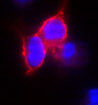 Ab6528 positively staining formaldehyde fixed HEK 293 cells at 1/200 in conjunction with goat anti mouse (Alexa 546) 1/1500.  This image is an edited version of an image received courtesy of an Abreview submitted by Kun Liu on 19 September 2005. We do not have any further information relating to this image.See Abreview