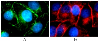 HeLa cells fixed in methanol and stained with ab16505 (2µg/ml). The cells were fixed in 100% methanol for 6 minutes at -20°C, then washed once in PBS. The 2 images show the cells stained with different secondary antibodies, Donkey anti Rabbit FITC (image A) and Donkey anti Rabbit Cy3 (image B). In each case ab16505 stains the plasma membrane.  In image A ab16505 is stained green and in image B ab16505 is stained red. In both images the DNA is stained with DAPI (blue).