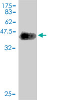 Western blot against tagged recombinant protein immunogen using ab56875 Neuroligin 4 antibody at 1ug/ml.