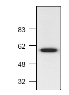 Anti-pan-AKT antibody (ab18785) + Akt expression in NIH3T3 cell lysate