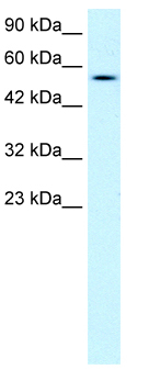 Anti-Pancreatic Lipase Related Protein 2 antibody (ab49288) at 1 µg/ml + Jurkat cell lysate at 10 µgSecondaryHRP conjugated anti-Rabbit IgG at 1/50000 dilution