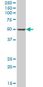 Anti-PANK1 antibody (ab69354) at 1/500 dilution + human liver tissue lysate at 25 µgSecondaryGoat Anti-Mouse IgG (H&L)-HRP Conjugate at 1/2500 dilution
