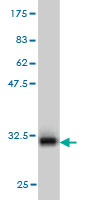 Western blot against tagged recombinant protein immunogen using ab57766 PANK2 antibody at 1ug/ml.