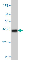 Western blot against tagged recombinant protein immunogen using ab56398 PAPSS1 antibody at 1ug/ml.